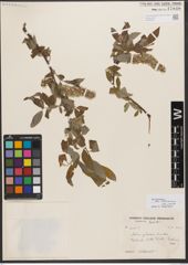 Foto von Salix wallichiana var. julacea (Andersson) Andersson